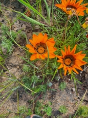Gazania pectinata