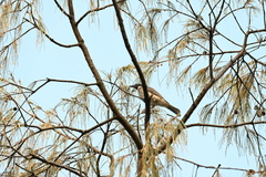 Philemon corniculatus