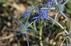 Eryngium caeruleum