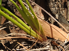 Dianella longifolia