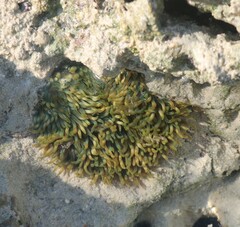 Stichodactyla gigantea