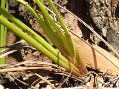 Dianella longifolia