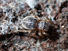 Maratus