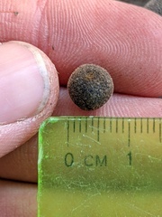 Callirhytis quercusagrifoliae