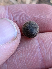 Callirhytis quercusagrifoliae