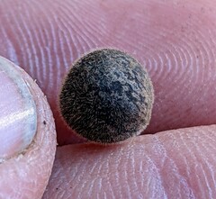 Callirhytis quercusagrifoliae