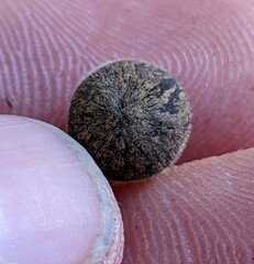 Callirhytis quercusagrifoliae