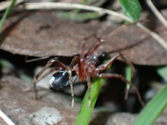 Leichhardteus