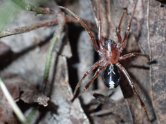Leichhardteus