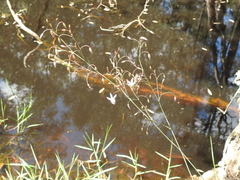 Dianella longifolia