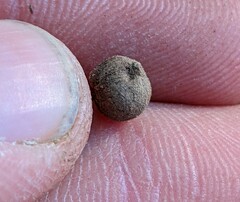 Callirhytis quercusagrifoliae