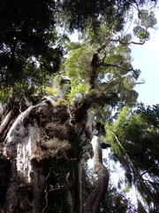 Metrosideros robusta