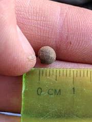 Callirhytis quercusagrifoliae