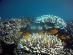 Pomacentrus moluccensis