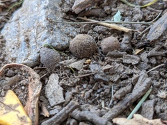 Callirhytis quercusagrifoliae