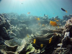 Pomacentrus moluccensis