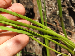 Dianella longifolia