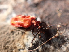 Lemodes coccinea