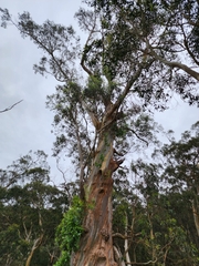 Eucalyptus globulus globulus