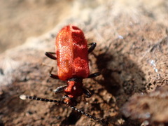 Lemodes coccinea