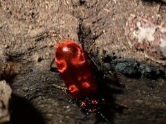 Lemodes coccinea