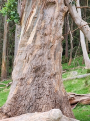 Eucalyptus globulus globulus