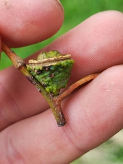 Eucalyptus globulus globulus