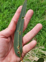 Eucalyptus globulus globulus