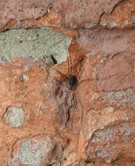 Opilio parietinus