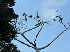 Bycanistes bucinator