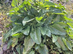 Beta vulgaris