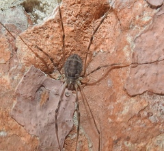 Opilio parietinus