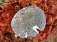 Amanita excelsa