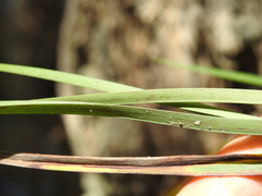 Dianella longifolia