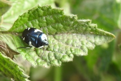 Tritomegas sexmaculatus
