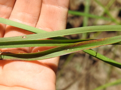 Dianella longifolia