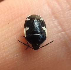 Tritomegas sexmaculatus