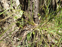 Dianella longifolia