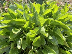 Beta vulgaris