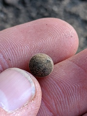 Callirhytis quercusagrifoliae