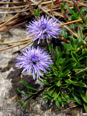 Globularia cordifolia