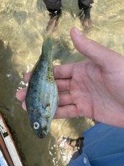 Leptoscarus vaigiensis