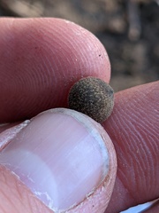 Callirhytis quercusagrifoliae