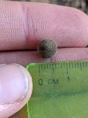 Callirhytis quercusagrifoliae