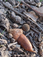 Callirhytis quercusagrifoliae