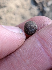 Callirhytis quercusagrifoliae