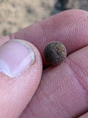 Callirhytis quercusagrifoliae