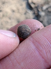 Callirhytis quercusagrifoliae