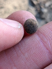 Callirhytis quercusagrifoliae