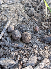 Callirhytis quercusagrifoliae